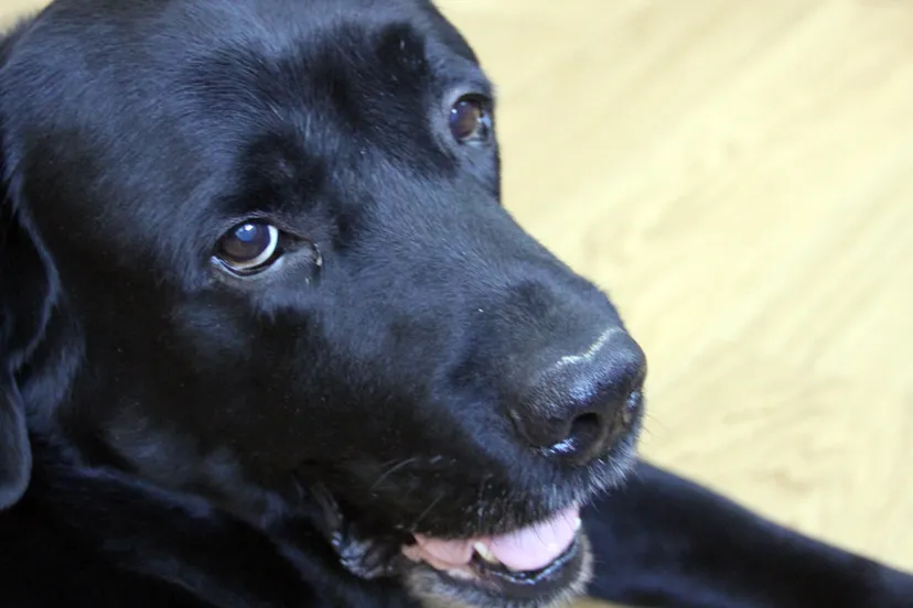 n842ez1qb0q0pd3ydikv03s7o bodie3