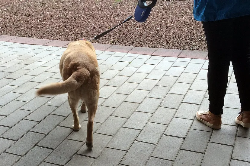 nala hondebelasting controle sbgw