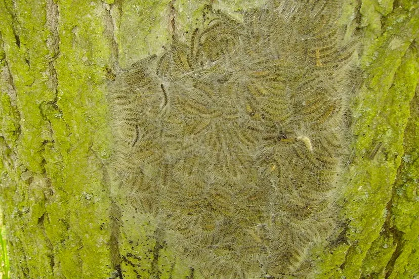 nest met eikenprocessierupsen falko seyffarth quotfwhsquot cc by sa http creativecommonsorglicensesby sa30