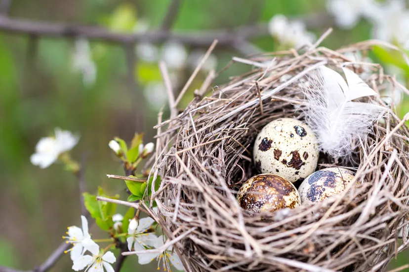 nest met eitjes