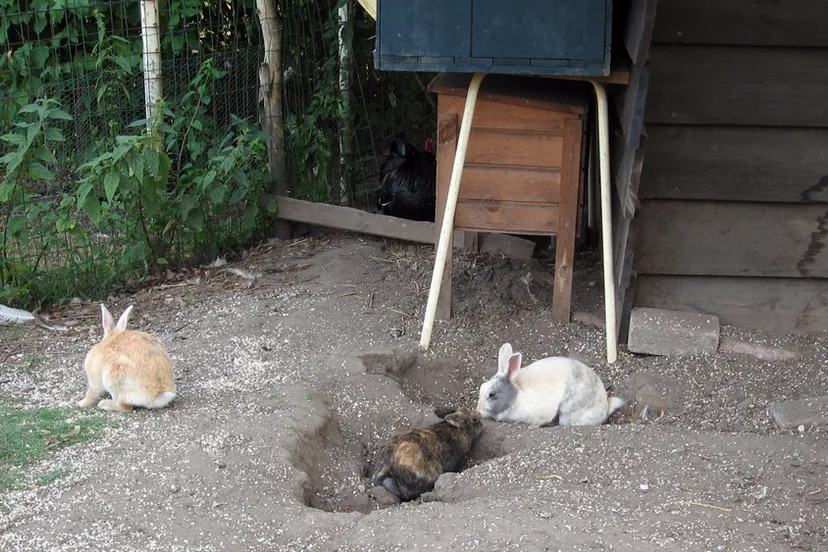 nn2oylzy9t8nrtbk1xkfc7yr2 tamme konijnen