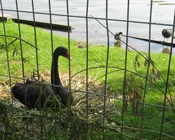 nnjkn7wxii0k2lb14636ik9he 145336