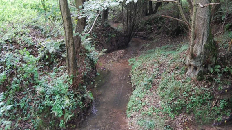 noorbeemden en hoogbos nat