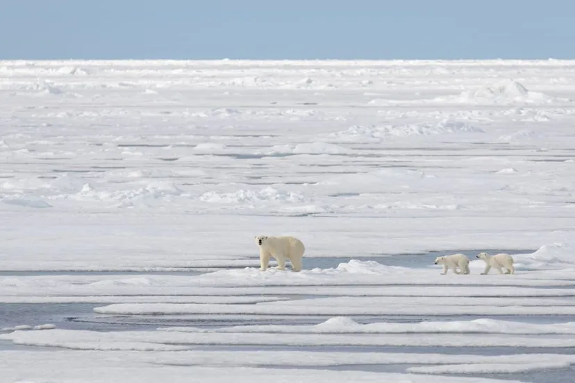 noordpool ijsberen