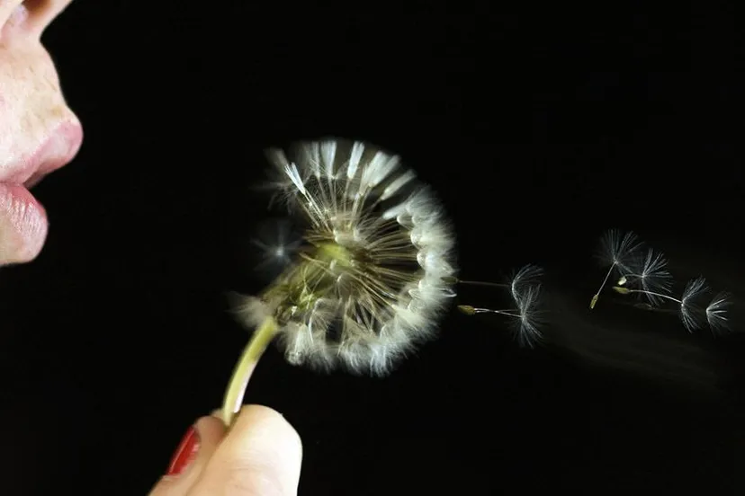 nxg36c5wry3sm868mzj9kmthv hooikoortsbloemhqanp