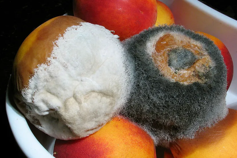 o5babo3ojoarsmobp3t2dgzyo rot fruit by roger mclassus