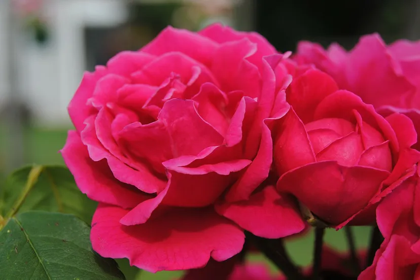 o8x1e0nw4e87ge5ypxd10zgq3 rozen red flowers 1846961280