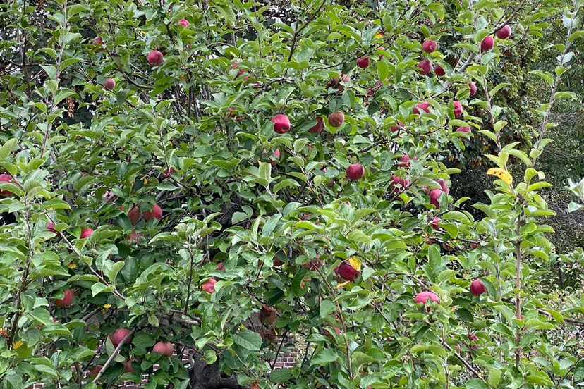 oh ursulinentuin okt 2020 06