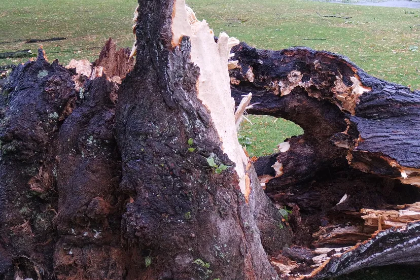 omgewaaide boom storm