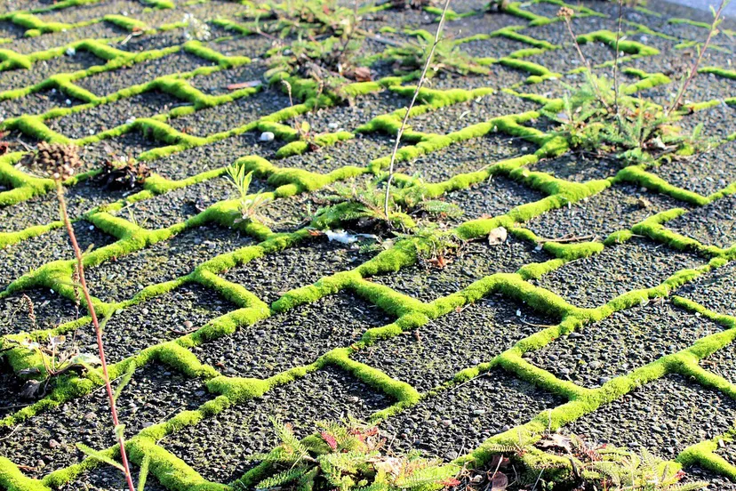 onkruid en mos cc0 leonie schoppema via pixabay