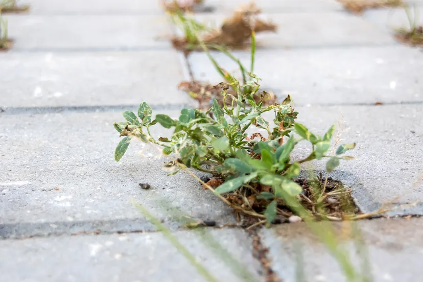 onkruid tussen de stoeptegels