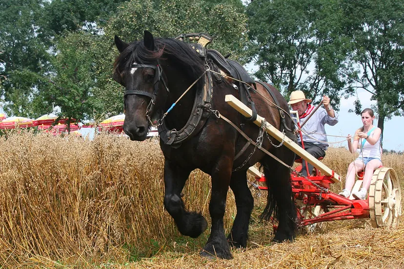 oogsten met trekpaard in einighausen tijdens oude ambachten