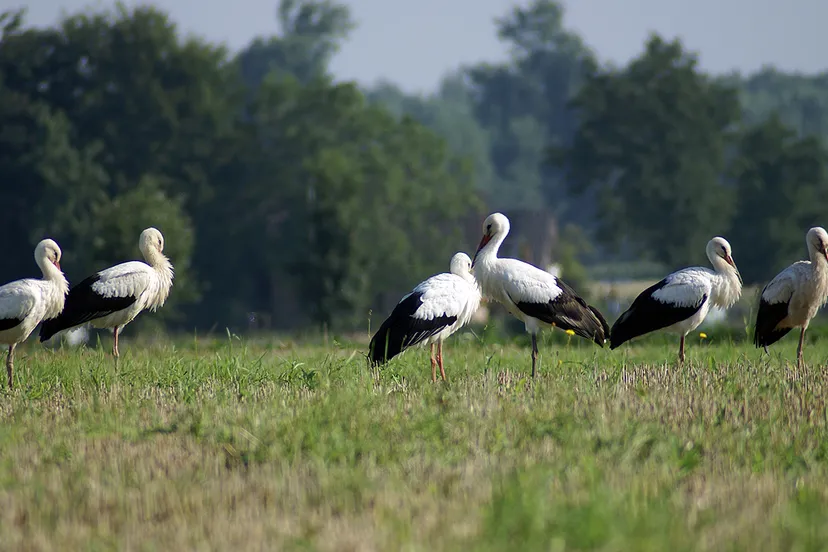 ooievaars 2