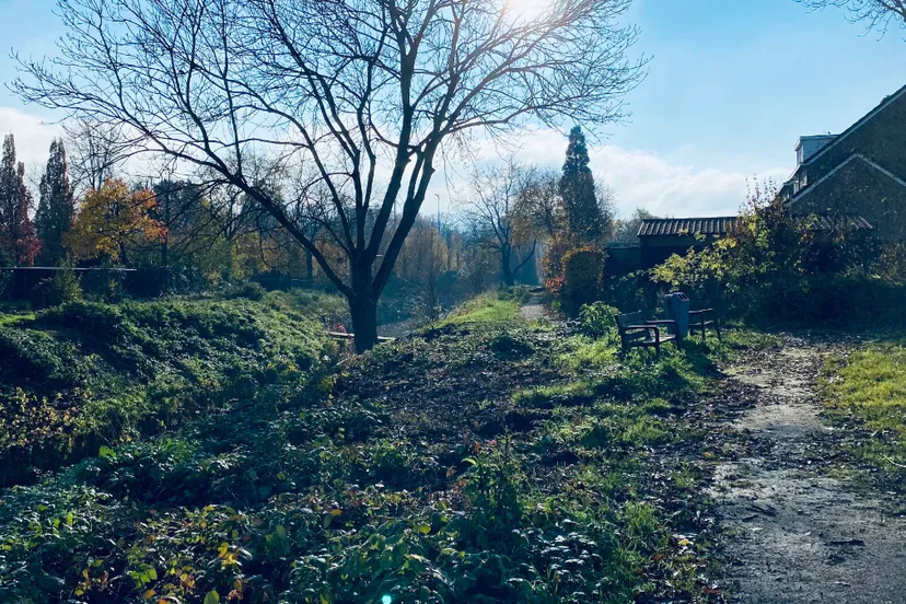 ophoven beek bij agricolastraat japanse duizendknoop
