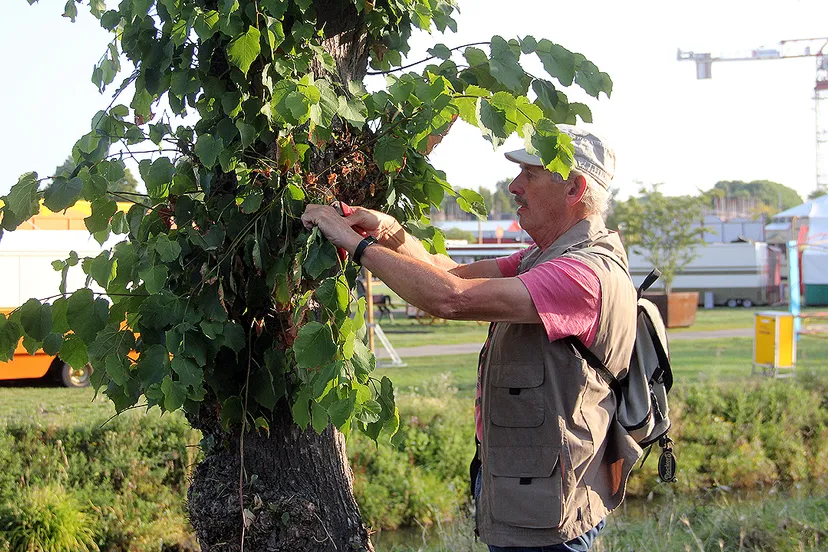 opschonen centrum verwijderen stambeschot lindebomen