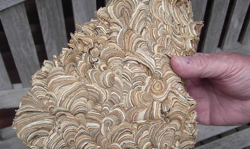 orpvg26gkjovwwe735xmutxrz wespennest