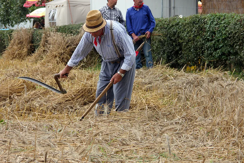 oude ambachten einighausen oogsten met de hand