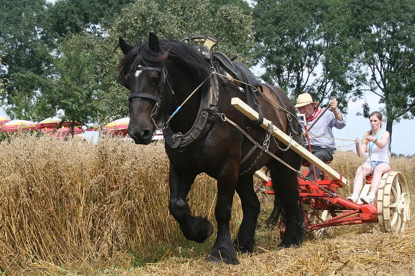 oude ambachten einighausen trekpaard1