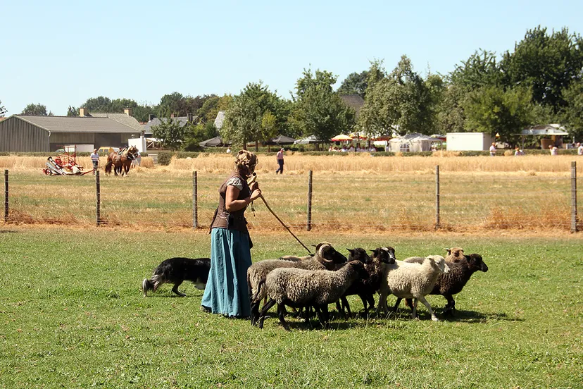 oude ambachten graanoogst en schapen hoeden1