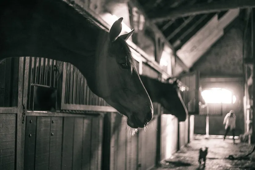 paarden paardenstal cc0 pixabay horses 786239 1280