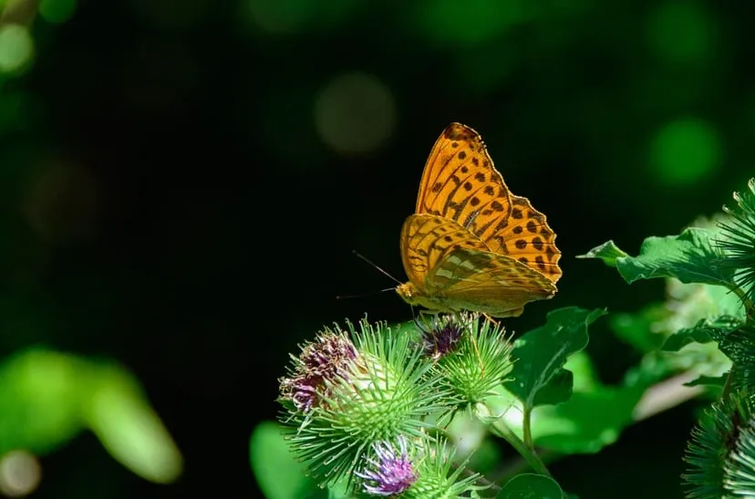 parelmoervlinder cc0 pixabay