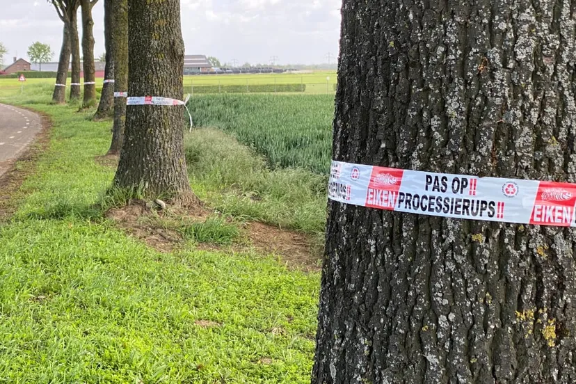 pas op processierups buitengebied bij einighausen en guttecoven 1