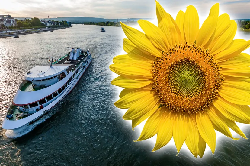 passagierscruiseschip op de rivier zonnebloem