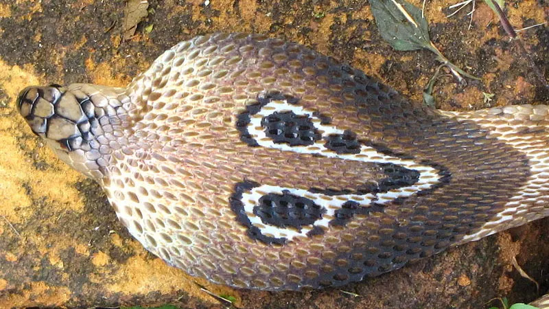 pckxdzwmzqg4kyqpjewgmhzw3 cobra