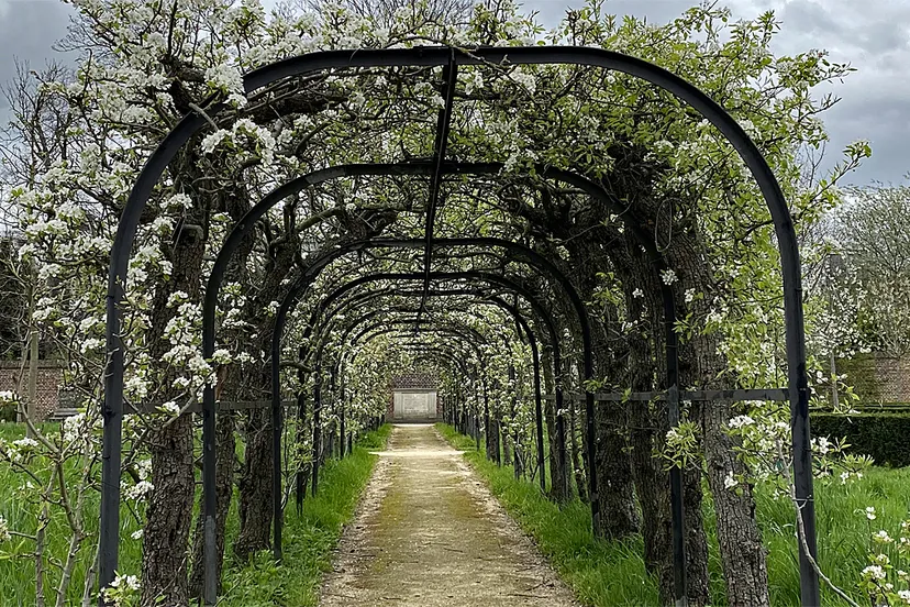 perenlaantje naar joodse gedenksteen