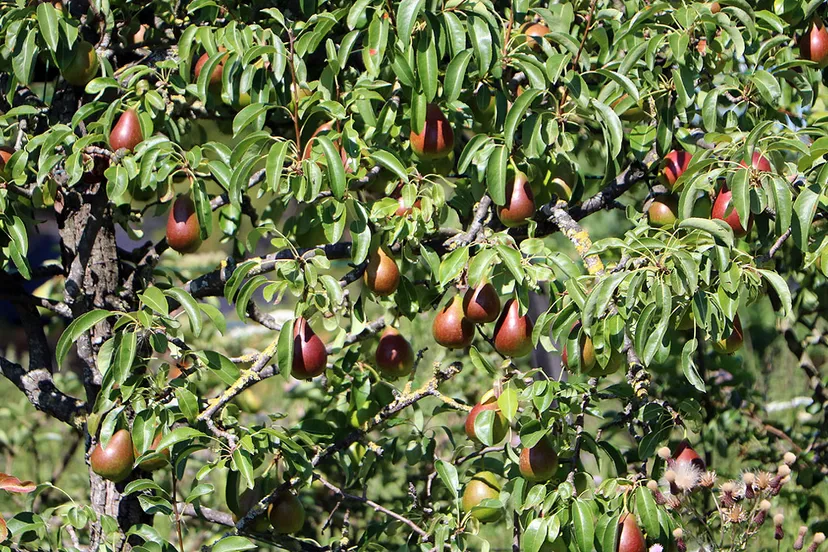 perenlaantje vol peren 2020