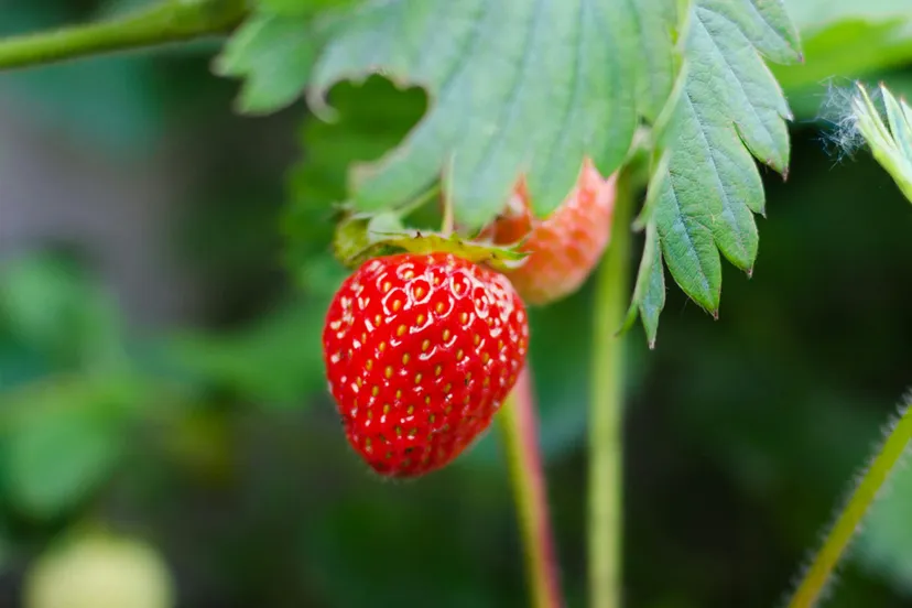 pexels aardbeienplantje