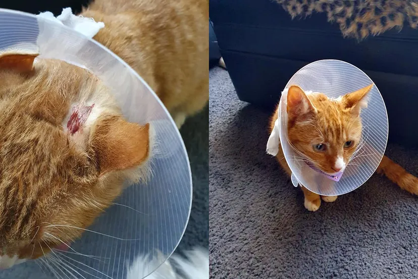 pickels gewond door luchtbukskogel