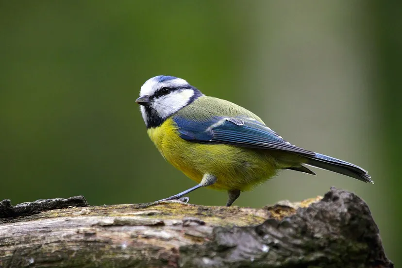 pimpelmees cc0 via pixabay