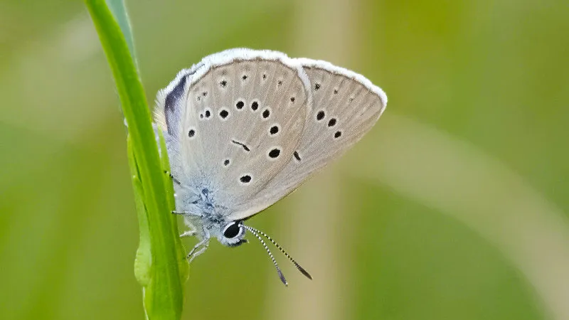 pimpernelblauwtje cc by sa https creativecommonsorglicensesby sa40