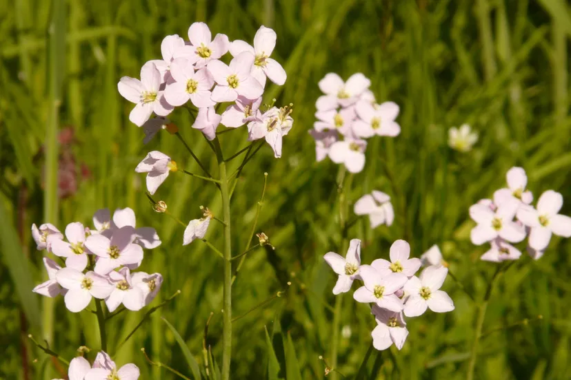 pinksterbloemen