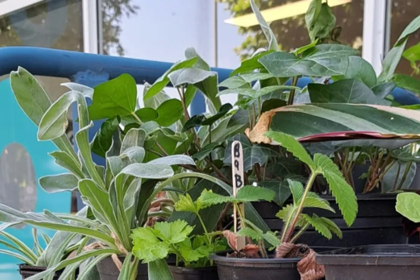 plantjesbieb stadslabs