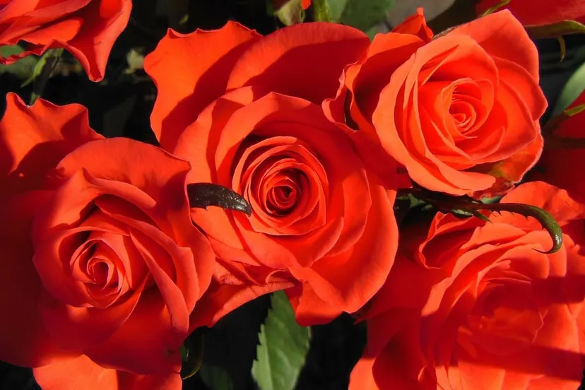 plants 95695 1280 rode rozen