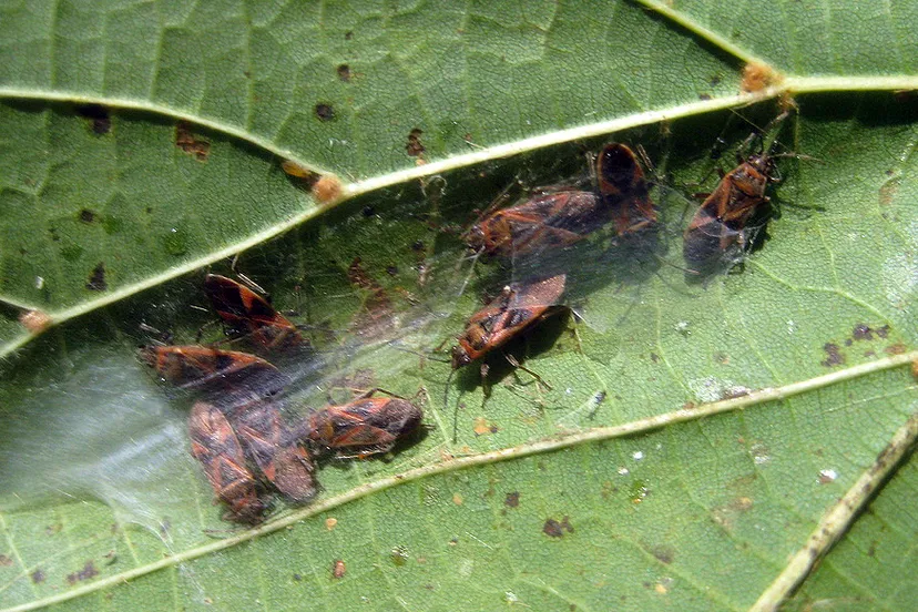 plataanridderwants 6522270345 6b97ed0a9f b david short via flickr creativecommonsorg by 20