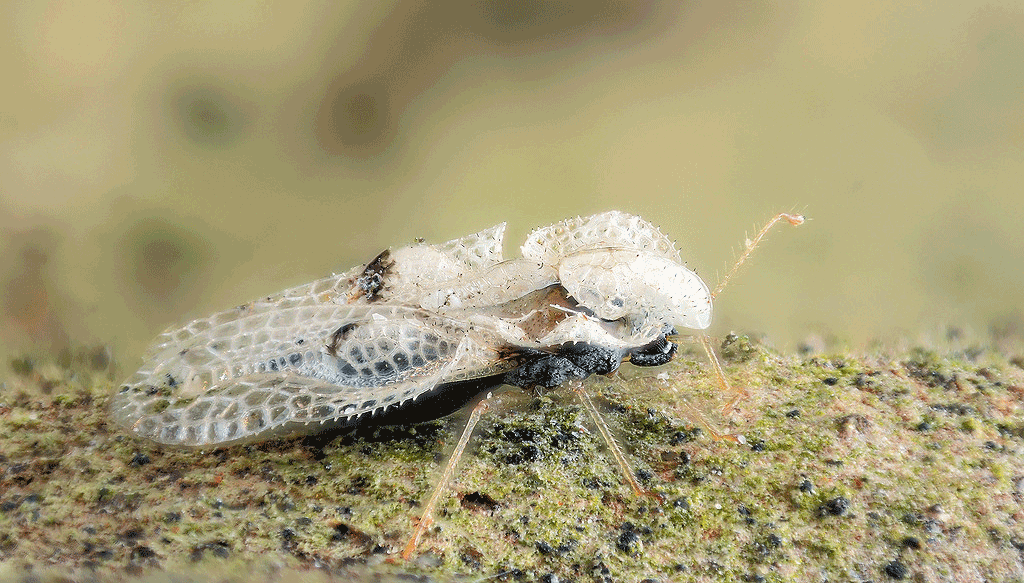 platanen netwants corytucha ciliata gilles san martin cc by sa 20 flickr 5436984433 8de5b5c0a1 b