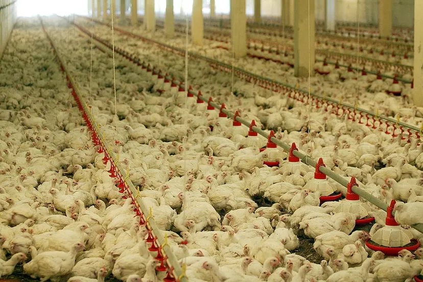 plofkip naim alel cc by sa 30