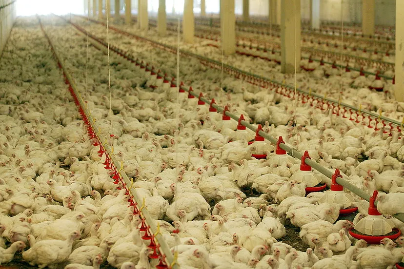 plofkip naim alel cc by sa 30