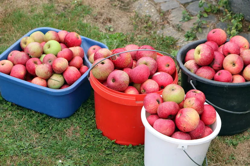 plok snoeicursus fruitwei broekstraat 4