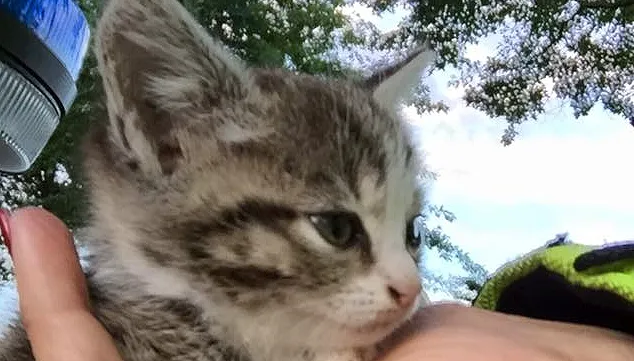 poezenjong motoragente echt susteren