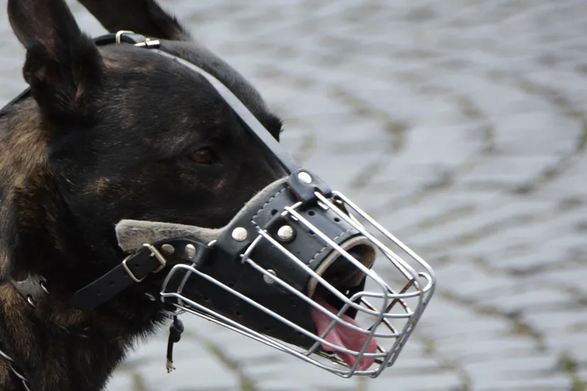 police 1321255 1920 politiehond met muilkorf cc0 via pixabay