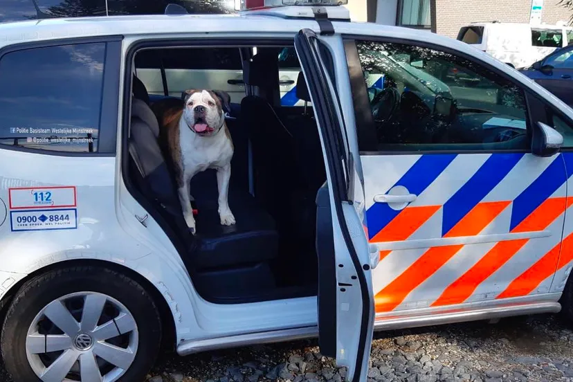 politie neemt hond in beslag in geleen