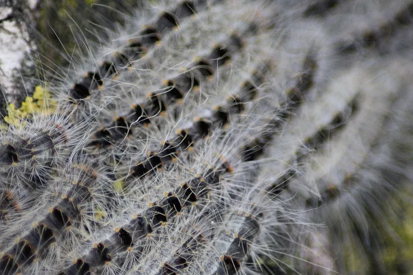 processierups kleuske cc by sa https creativecommonsorglicensesby sa30