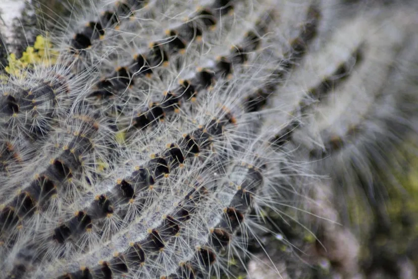 processierupsen kleuske cc by sa 3