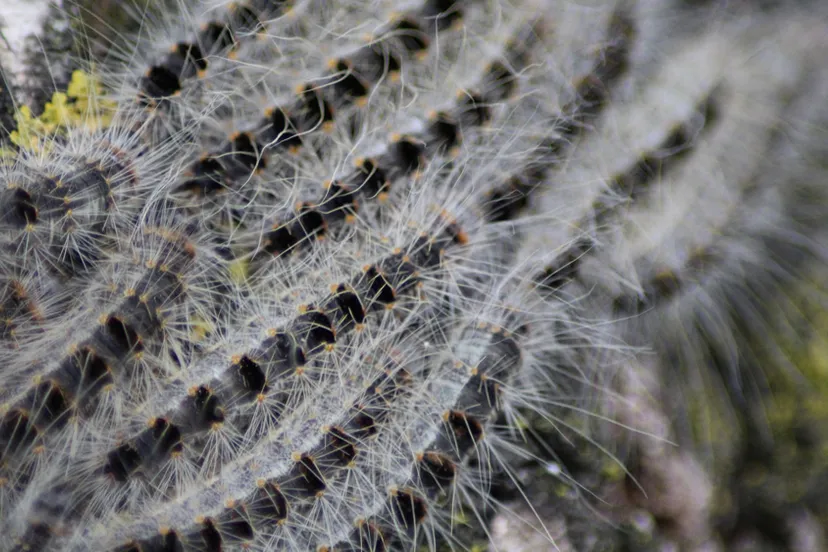 processierupsen kleuske cc by sa 3