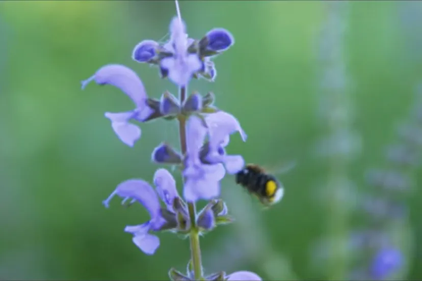 promofilmpje sittard geleen