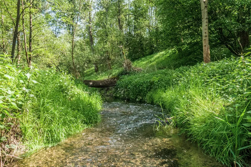 ps roodborn eyserbeek